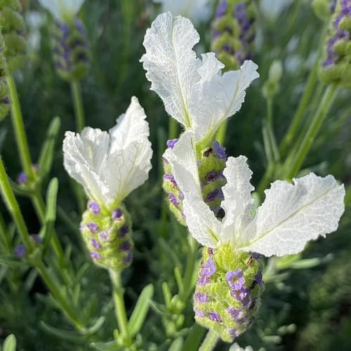 semi resistenti di lavanda - inverno giardino perenni tappezzante aiuola rialzata 300pcs