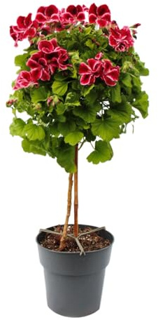 Exotenherz Pelargonium Grandiflorum Chaplin - englische Edelgeranie - Stämmchen - 19cm Topf - 60cm - dunkelrot-pink