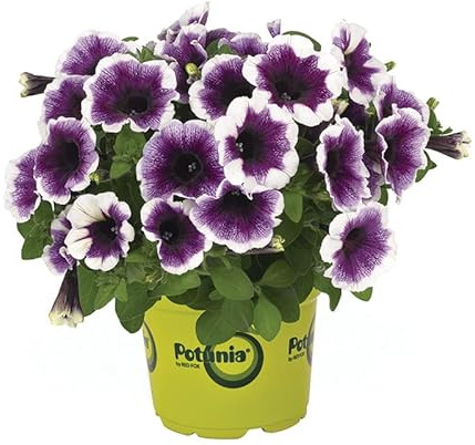 Petunia Natural Planta de Exterior Ideal para Decorar el Hogar