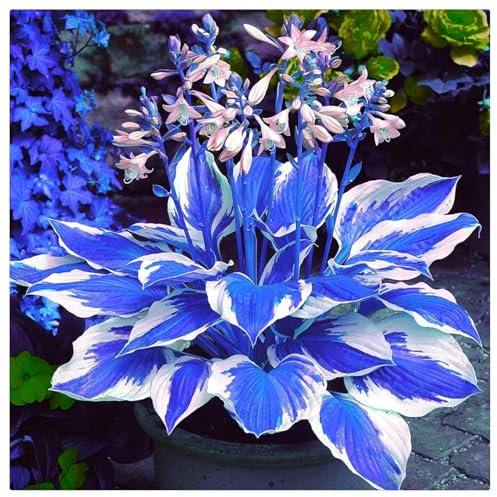 Flowering Rhizome,Wedding Flowers,Greening Flower,Easy to Plant, Excellent Display, Hosta Rhizome-4 Bulbs-G