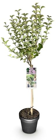 Zwergflieder Syringa meyeri Palibin – 19cm Höhe ca.90cm – Lila blühend & duftend – Winterhart & laubabwerfend – Ideal für Beet Balkon Terrasse
