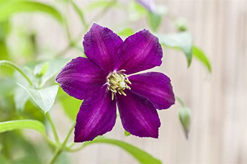 Waldrebe Clematis viticella Mikelite 40-60 cm winterhart Kletterpflanze