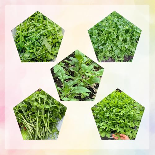 semi di rucola - balcone giardino interno resistenti esterno serra 420pcs