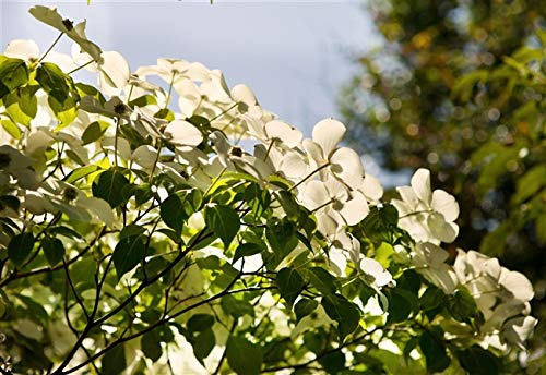 Chinesischer Blumen-Hartriegel Cornus kousa chinensis 60-80 cm winterhart | Winterhart, mehrjaehrig, pflegeleicht, dekorative Bluete, Solitaer fuer Garten und Vorgarten, sonnig bis halbschattig