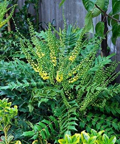 GARTEN SCHLÜTER® Mahonie -Winter Sun- Mahonia Media - (30-40 cm) | Winterblüher mit gelben, honig-duftenden Blüten - Immergrüner Strauch