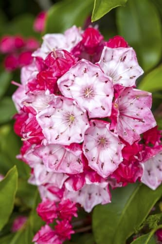 Berglorbeer Kalmia latifolia Ostbo Red 20-30 cm winterhart immergrün