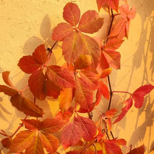 Parthenocissus quinquefolia - resistenti giardino esotiche 400semi