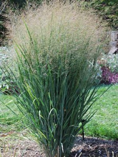 Perennial Farm Marketplace Panicum v. 'North Wind' (Blue Switchgrass) Ornamental Grass, Size-#1 Container, Dark Green Foliage with White Feathery Panicles