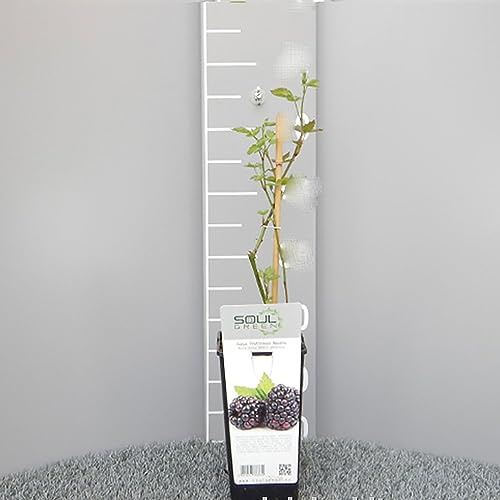 SAVINI VIVAI Planta de mora tardía Navajo, plantas de bayas sin espinas, árbol en maceta, 11 x 11 cm altura 50 cm