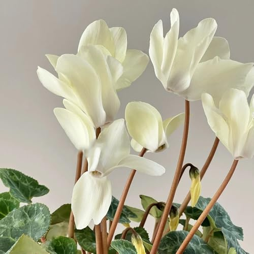 Semi di ciclamino, regali per gli amanti del giardino rare e perenni copertura del terreno semi di decorazione del soggiorno 55pcs