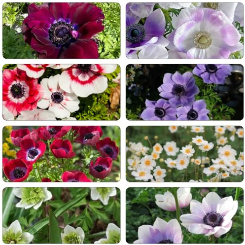 anemonesamen balkonpflanzen frühling wohnzimmer deko pflanzenkübel wildkräuter wildblumensamen schmetterlingsflieder blumensaat kräutersamen bodendecker winterhart mehrjährig 200samen