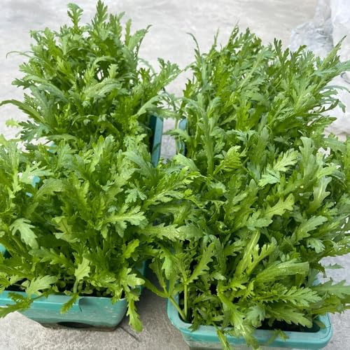 semillas de crisantemo coronario - jardín perennes resistentes, orgánicas de balcón de invernadero de invierno, 1000pcs