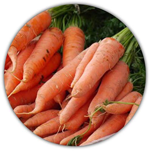 Carottes / carottes géantes / uniques et savoureuses / environ 50 graines / haute Carotenehalt / bombe de vitamines
