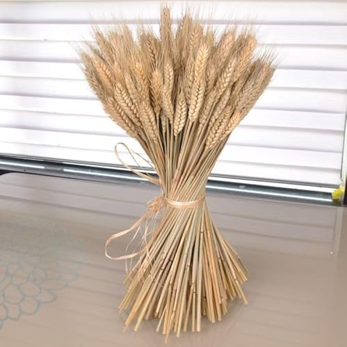 Bunch of Real Dried Wheat Stems - Sheaves Wedding Rustic Natural Flower -Natural - 25 Stems 30cm