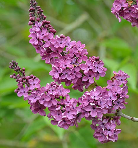 Edelflieder Andenken an Ludwig Späth 100-125cm - Syringa vulgaris - lebende Gartenpflanze aus den Baumschulen