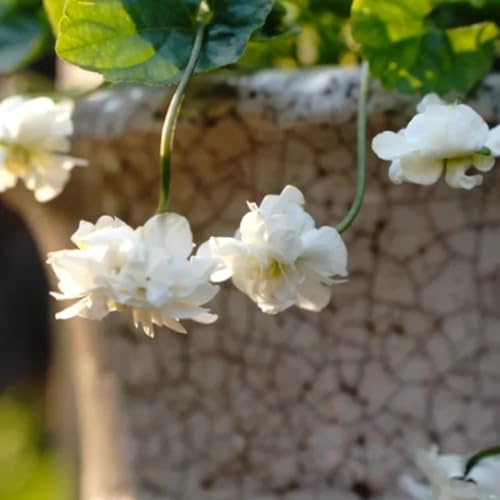 violetas fragantes - Viola odorata - decoraciones de jardín para exteriores para bonsái de interior semillas Cobertura perenne resistente primavera jardín interior 250pcs