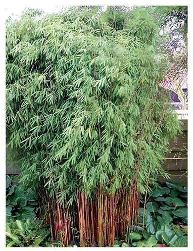 1 x Fargesia jiuzhaigou 'Genf/Geneve/Red Dragon' im C2 Topf (Bambus/Bamboo/Winterhart/Ziergras/Mehrjährig) Roter Bambus - winterhart immergrün - macht keine Wurzelausläufer - von Stauden Gänge