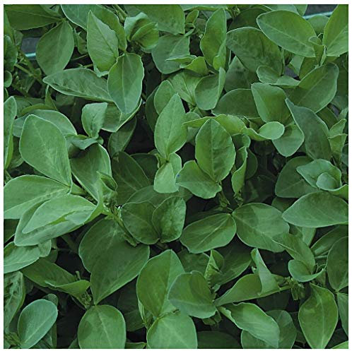 PREMIER SEEDS DIRECT -Green Manure Seeds - Field Bean (Maris Bead) (5 KG)