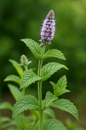 250 semi Aromatici da seminare - L'Attico d'Abondanza - MENTA Piperita - Mentha piperita