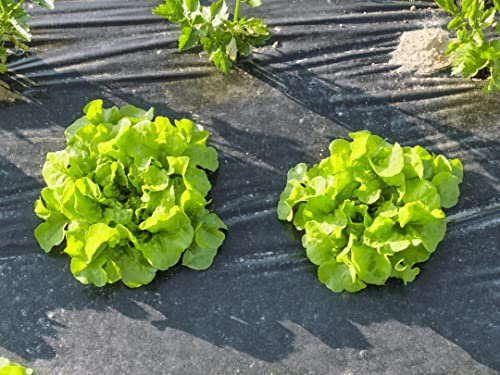 Película compostable para mantillo de jardín de fieltro de 1,4 x 50 metros contra malas hierbas, se composta incluso en el suelo en 3 meses