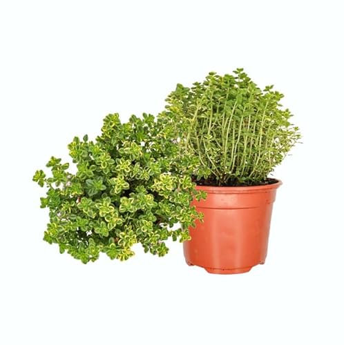 Plantas de Tomillo Limonero - DECOALIVE Set de 2 Plantas Naturales - Plantas Aromáticas