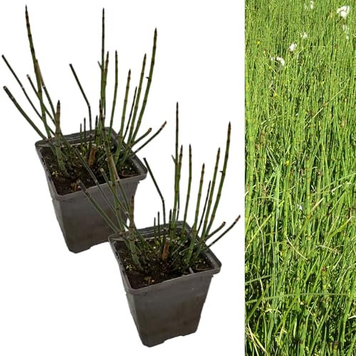 Carbeth Plants - Pond Plants for Small Ponds - Equisetum Fluviatile 2 x 9cm Pots - Water Horsetail Live Marginal Ponds Plant - Low Maintenance Perennial Outdoor Pond Plant