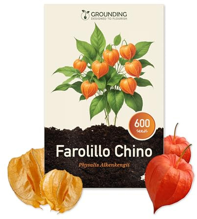 Grounding - Semi di Alchechengi (Physalis, lanterna cinese), 600 semi, altezza 80 cm - Il Physalis alkekengi è ideale per balconi e aiuole. Semina primavera/autunno, fioritura lunga, qualità europea