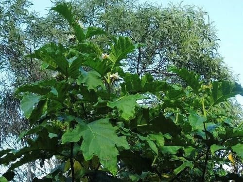 50 SEMI SOLANUM CHRYSOTRICHUM + OMAGGIO
