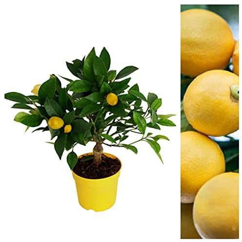 Carbeth Plants - Citrus Lemon Tree - Mini Lemon Tree Indoor Plant - Produces Fresh Lemons - Indoor Citrus Houseplant