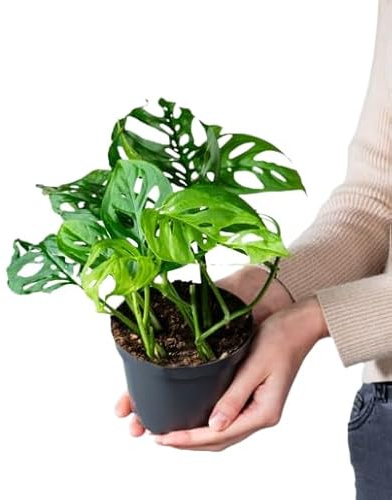 Andansonii Natural Planta de Adán de Interior con Aspecto Exótico y Cuidado Sencillo
