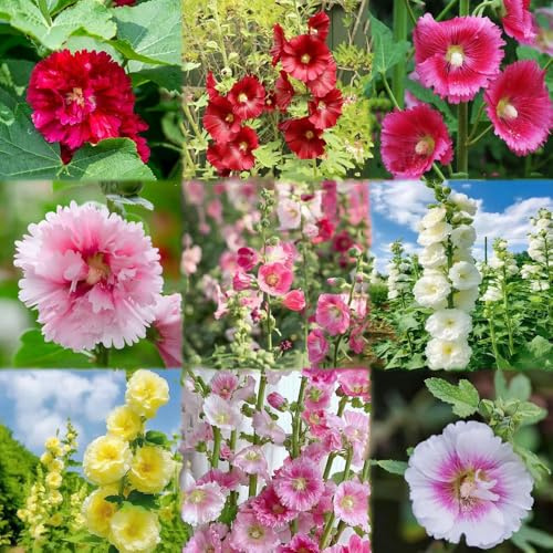 semillas de malva son perennes y resistentes jardín interior malvarrosa jardín del prado - Serie de semillas 120pcs