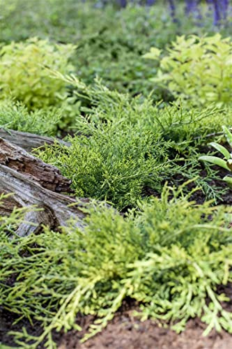 Sadebaum Juniperus sabina Rockery Gem 20-30 cm winterhart immergrün | Blaugrünes Nadelkleid, sonnig bis halbschattig, trockenheitsverträglich, ideal für Böschung, Steingarten und Grabbepflanzung