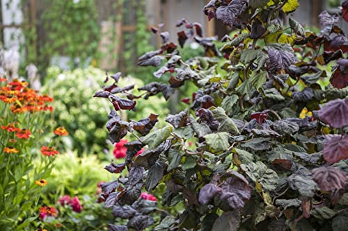 Corylus maxima 'Red Majestic' 80-100 cm - Rote Korkenzieherhasel, dekorative rote Blätter, ideal für Einzelstellung, winterhart und pflegeleicht