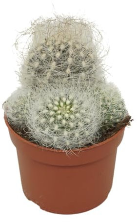 Exotenherz Alter-Mann-Kaktus - Neoporteria nidus senilis - Pflegeleichter Kaktus - 10,5cm Topf