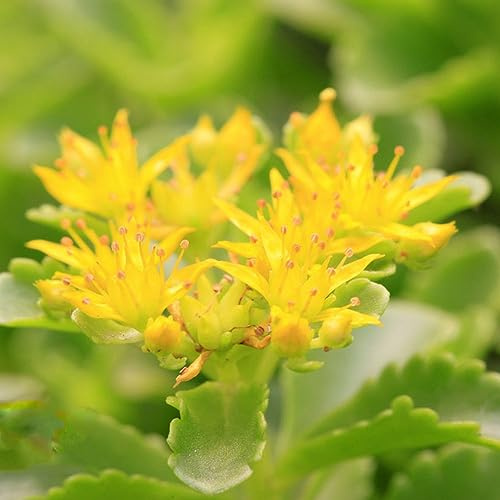 sedum - garden zimmerpflanzen steingartenpflanzen winterhart balkonpflanzen winterhart sukkulenten fetthenne bonsai 300samen