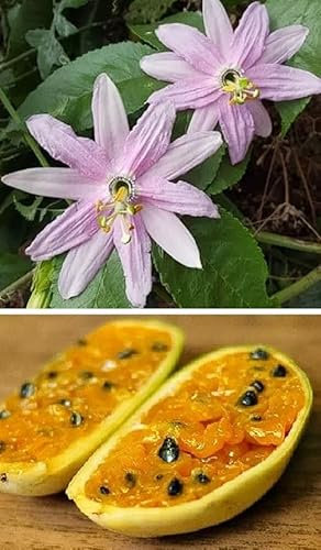 Edible Banana Passion Fruit (Passiflora Mollissima) - 10 Seeds Same Day Dispatch