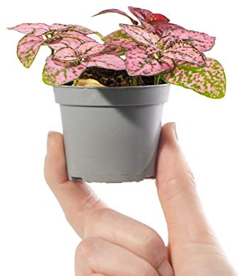 Baby Polka Dot Plant - Hypoestes Phillostachya Pink Small Indoor Houseplant in 6cm Pot | Mini Plant with Colourful Foliage | for Home and Office | Grow Your Own Baby Plants