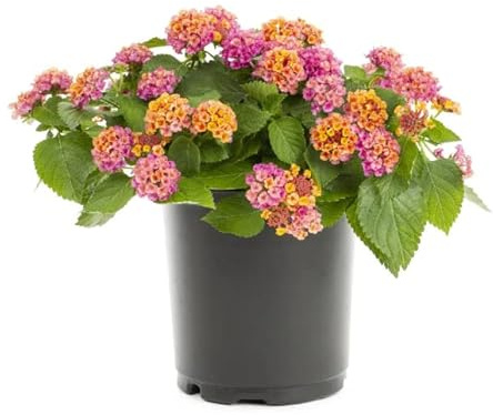 Crea un Jardín de Ensueño con Lantana Camara, la Flor que lo Tiene Todo