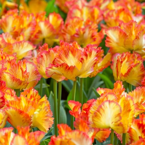 Tulip Bulbs.Strong Plants That Grow Well Mix Golden Jade Carving Feels Beautiful-4 Bulbs-C