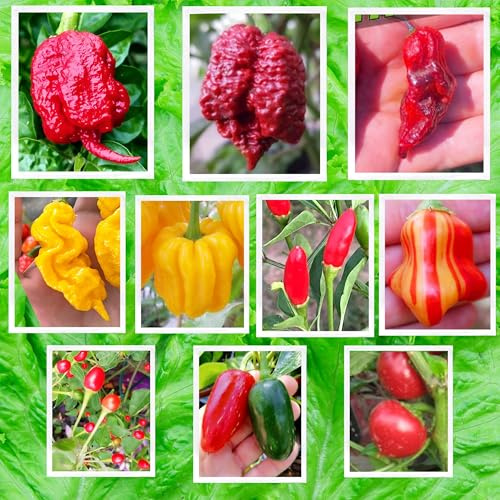100 Semillas de los 10 Chiles más Sabrosos y Fuertes del Mundo, Colección 1 + Guía de Cultivo: Carolina Reaper, Habanero, Zebrange, Borg 9, T-Rex, Jalapeño, Calabrese, etc