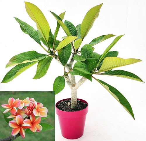 POWERS TO FLOWERS - PLUMERIA FRANGIPANI RAMIFICATA ARANCIONE, altezza 45cm, vaso 16 cm diametro, pianta vera