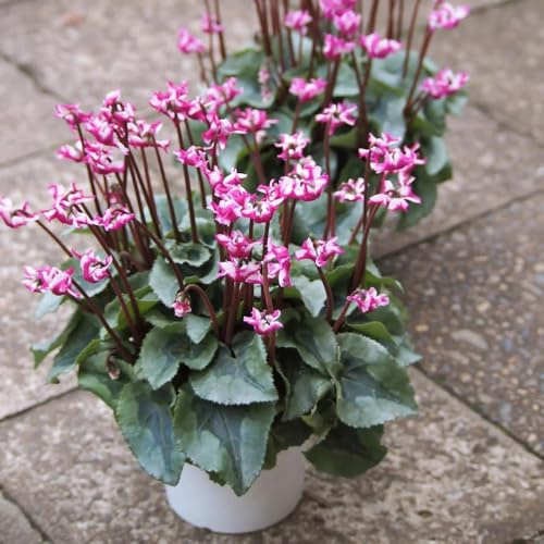 semi di ciclamino Aiule rialzate per il giardino da appartamento esotiche decorative rampicante rara di recisi da balcone in vaso 400pcs