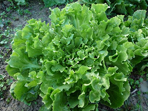 Graines de chicorée scarole géante maraîchère (3 grammes)