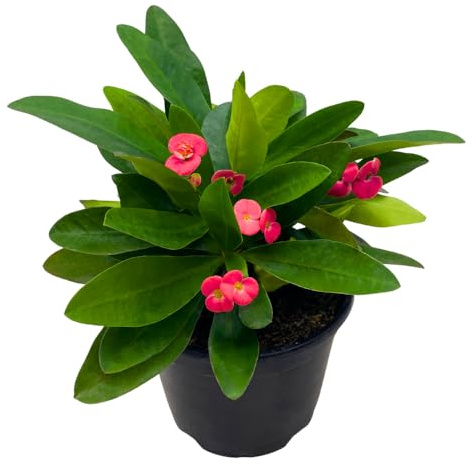 BubbleBlooms Crown of Thorns, Euphorbia milii, Madagascar Christ Thorn in a 4 inch Pot