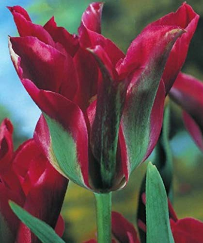 Viridiflora Tulpen Dolls Minuet Tulpenzwiebeln (20 Blumenzwiebeln)