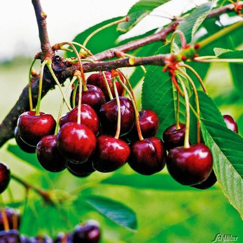 GARTEN SCHLÜTER® Zwergkirsche 'Sunburst' Prunus beste selbstfruchtende | Sorte sehr groß - dunkelrot - platzfest Fruchtreife Juli-August