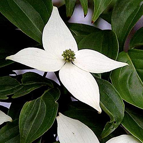 Cornus Kousa- Cornouiller du Japon 50-60 cm en conteneur blanche