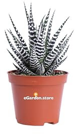Pianta di Haworthia Fasciata pianta da interno pianta grassa pianta succulenta pianta ornamentale di Haworthia pianta da arredo pianta vera venduta da eGarden.store (Vaso 8 cm)