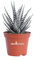 Pianta di Haworthia Fasciata pianta da interno pianta grassa pianta succulenta pianta ornamentale di Haworthia pianta da arredo pianta vera venduta da eGarden.store (Vaso 8 cm)