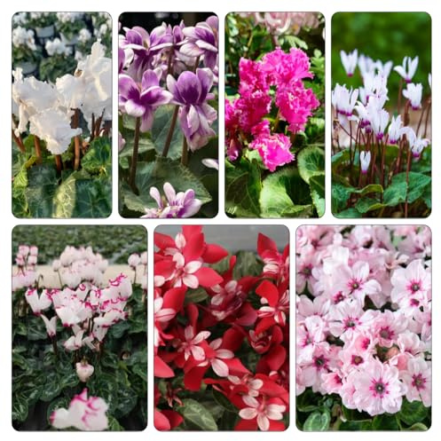 Ciclamino tetti verdi selvatici balcone semi di precoce decorazione del balcone giardino estivi serre giardino per di 350pcs